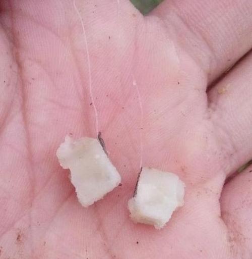 春季红薯钓鱼技巧有哪些？如何提高用红薯钓鱼的成功率？