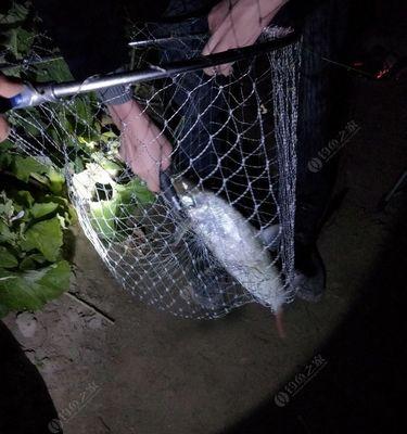 春季夜钓翘嘴用泥鳅怎么用？有哪些技巧？