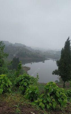 春季雨水多如何钓鱼？掌握这些技巧让你满载而归！