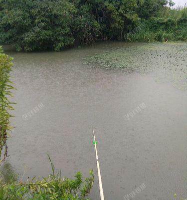 春季雨天钓鱼技巧及方法是什么？如何提高钓鱼成功率？