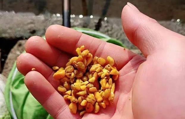 春季玉米野钓鲤鱼技巧是什么？如何提高成功率？