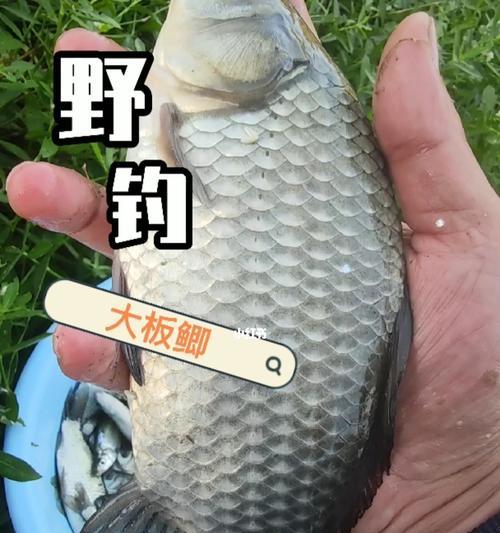 春季早晨野钓鱼技巧有哪些？如何提高早晨钓鱼的收获？