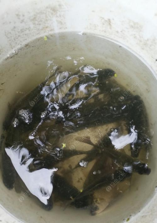 春季粘米钓鱼技巧是什么？如何提高钓鱼成功率？