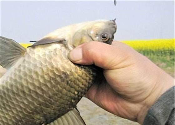 春季钓鱼如何提高成功率？掌握长竿短线钓鱼的3个技巧！