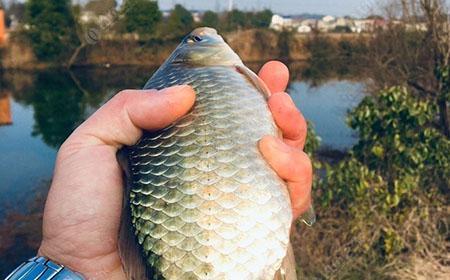 春江钓鱼技巧口诀有哪些？如何提高钓鱼效率？