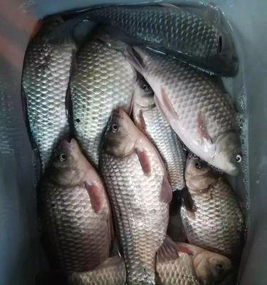 春节钓鱼技巧和注意事项教程？如何确保节日钓鱼安全愉快？