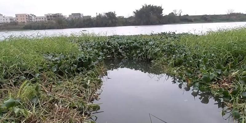 春节后钓鱼调漂技巧是什么？如何快速掌握？