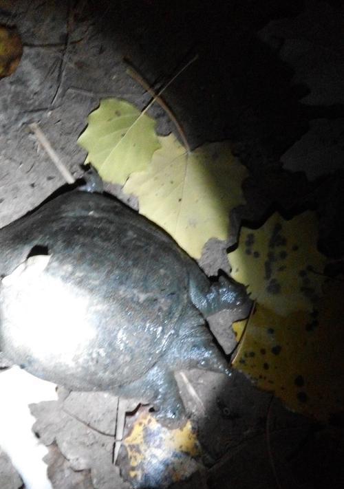 春节期间湖库夜钓技巧有哪些？如何提高夜钓成功率？