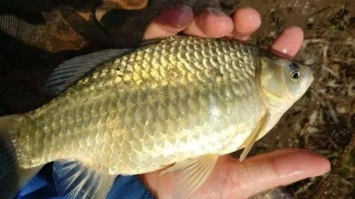 春节期间野钓鲤鱼有哪些技巧？如何提高钓鲤鱼的成功率？