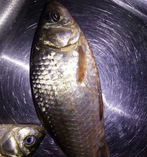 春节夜钓鲫鱼技巧有哪些？如何提高夜钓鲫鱼的成功率？