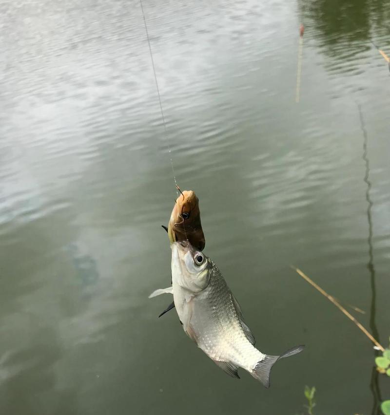 春末初夏早上钓鱼技巧是什么？如何提高钓鱼成功率？