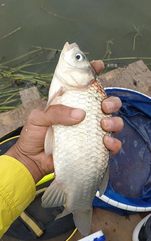 春末大河夜钓草鱼技巧有哪些？如何提高钓获率？