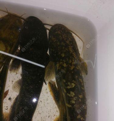 春末夜钓黄辣丁技巧有哪些？如何提高钓获率？