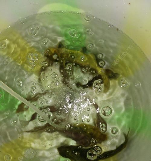 春末夜钓黄辣丁技巧有哪些？如何提高钓获率？