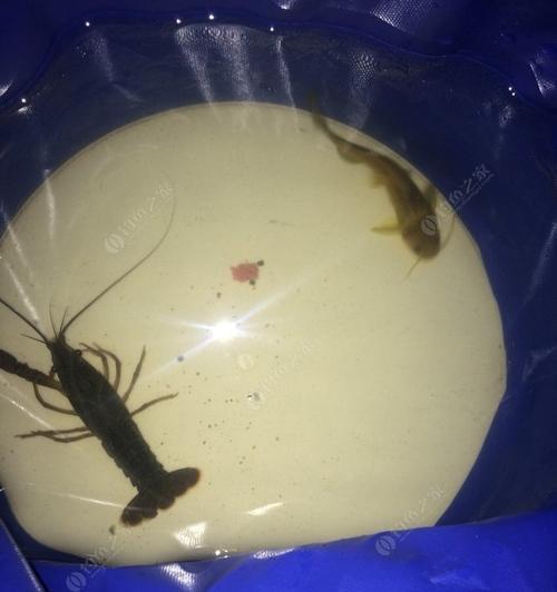 春末夜钓黄辣丁技巧有哪些？如何提高钓获率？