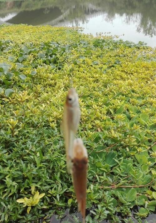 春暖花开钓鱼的方法和技巧是什么？如何提高钓鱼成功率？