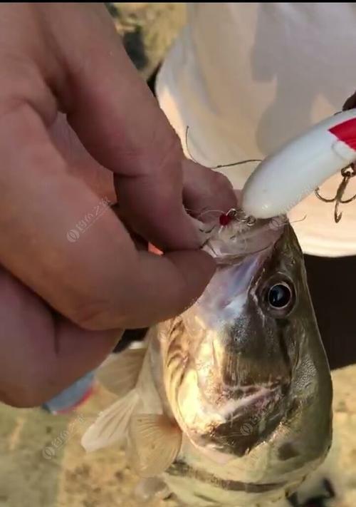 春暖花开钓鱼技巧教程？如何提高春季钓鱼成功率？