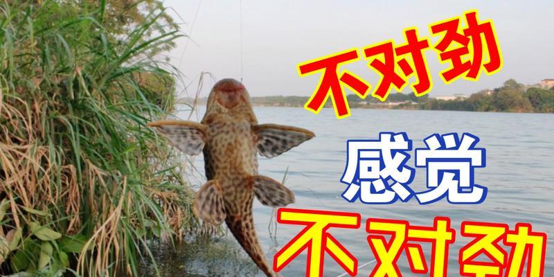 大风大浪中如何运用传统钓鱼技巧？有哪些注意事项？