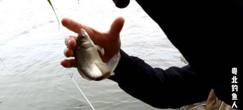 大风浪中如何使用手竿钓鱼？掌握哪些技巧能提高成功率？