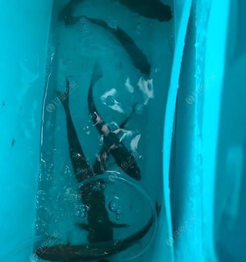 大风浪手竿钓鱼技巧教程？如何应对恶劣天气下的钓鱼挑战？