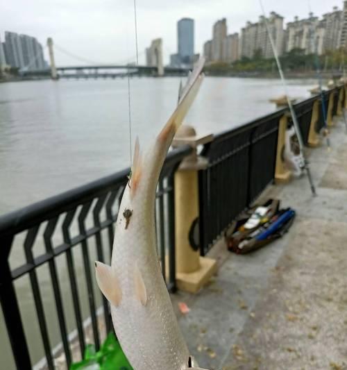 在大风浪中钓鱼有哪些技巧？如何提高钓获率？
