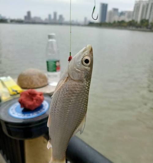 大风浪中钓鱼技巧是什么？如何在恶劣天气下成功钓到鱼？