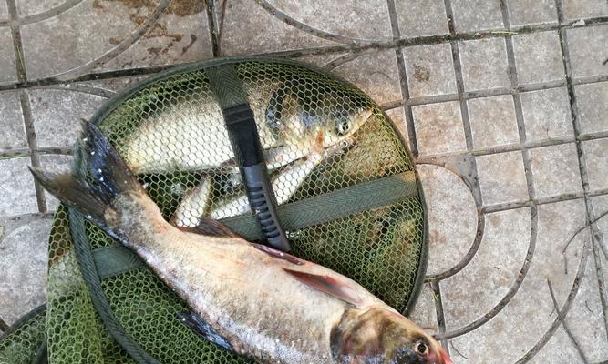 大风天气钓鱼技巧教学？如何应对风大时的钓鱼挑战？