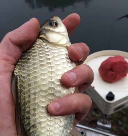 大风天野钓鲫鱼技巧有哪些？如何应对风大时的钓鱼挑战？