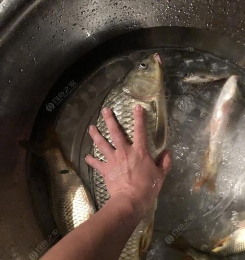 大风天夜钓鲤鱼技巧有哪些？如何应对风大时的钓鱼挑战？