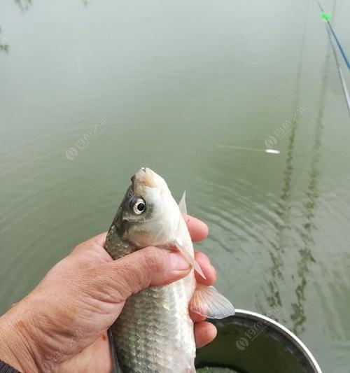 大浮漂钓鲫鱼绝密技巧是什么？如何提高钓鲫鱼的成功率？