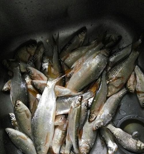 大浮漂钓小鱼技巧有哪些？如何提高钓小鱼的成功率？