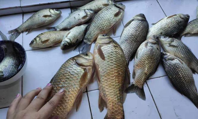 如何有效钓到大个体鲤鱼？掌握哪些垂钓技巧？