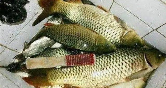如何钓到大鲤鱼？掌握这些垂钓技巧教程了吗？