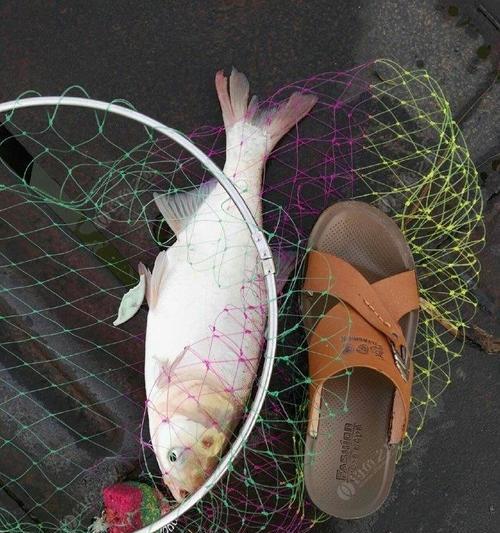 大个体鲤鱼的垂钓技巧是什么？如何提高钓获大鲤鱼的几率？