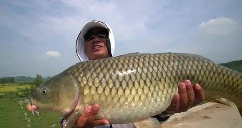 大个体鲤鱼的垂钓技巧是什么样的？如何提高钓获大鲤鱼的几率？