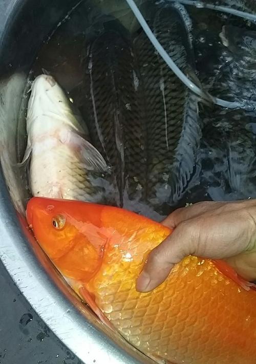 大个体鲤鱼的垂钓技巧是什么意思？如何提高钓获大鲤鱼的成功率？