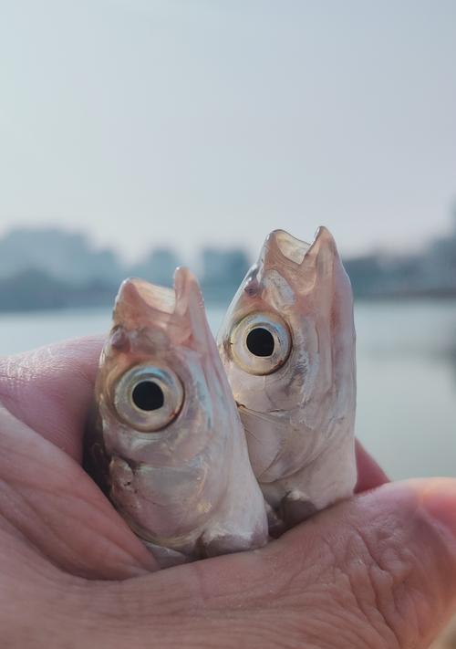 大海矶钓鱼技巧有哪些？如何提高钓鱼成功率？