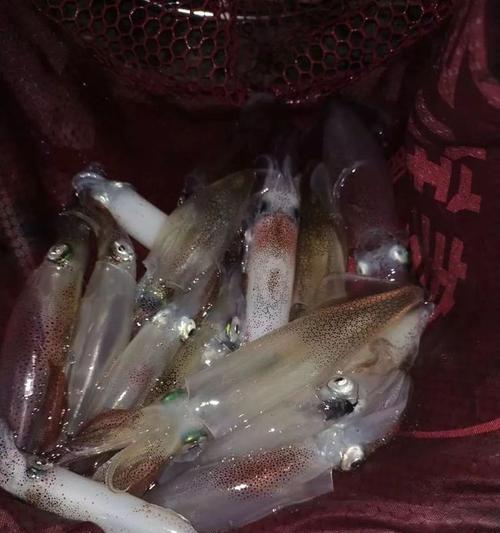 大海夜钓海鲈鱼技巧有哪些？如何提高夜钓海鲈鱼的成功率？