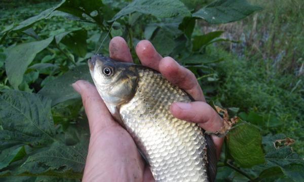 大寒过后如何在河里野钓鲫鱼？有哪些技巧可以提高成功率？