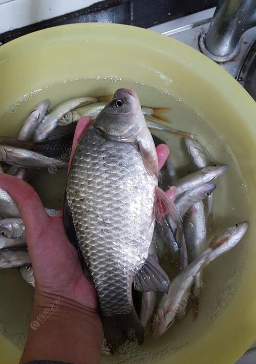 大号鱼钩钓小鲫鱼技巧有哪些？如何提高钓获率？