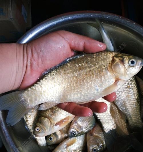 大号鱼钩钓小鲫鱼技巧有哪些？如何提高钓获率？