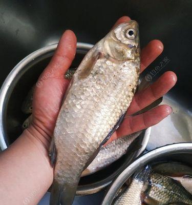 大号鱼钩钓小鲫鱼技巧有哪些？如何提高钓获率？