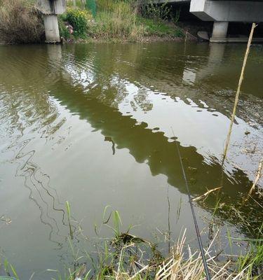 大河海杆野钓鲤鱼技巧有哪些？如何提高钓鲤鱼的成功率？