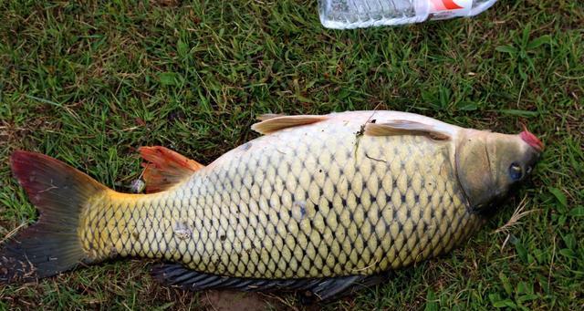大河海竿野钓鲤鱼技巧有哪些？如何提高钓鲤鱼的成功率？