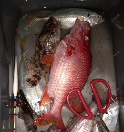 大河海竿野钓鲤鱼技巧有哪些？如何提高钓鲤鱼的成功率？