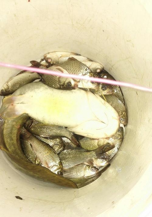 大河激流钓鱼方法和技巧有哪些？如何提高钓鱼成功率？