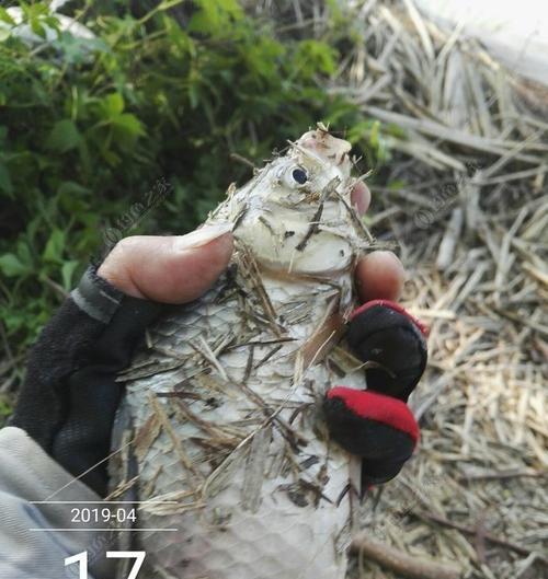 大河里钓鱼技巧教程？如何提高钓鱼成功率？