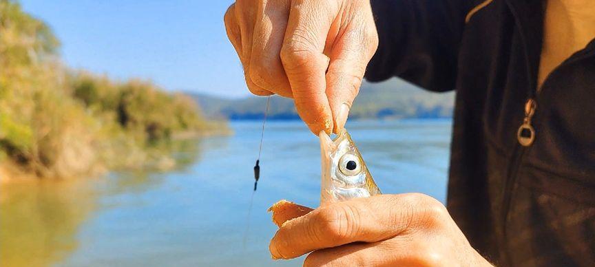 大河钓鱼技巧有哪些？最佳饵料配方是什么？