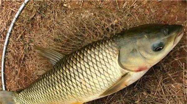 大河里钓鱼挂钩技巧是什么？如何正确使用鱼钩提高钓鱼效率？