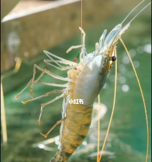 大河里用虾钓鱼技巧有哪些？如何提高钓获率？